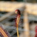 DR08, D. capensis 'All red'