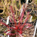 DR08, D. capensis var. 'All red'