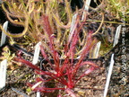 DR08, D. capensis var. 'All red'