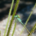 DL01, D. lusitanicum catched a dragonfly