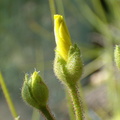 DL01, Drosophyllum lusitanicum