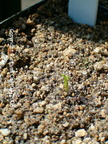 DL02, Drosophyllum lusitanicum, seedling
