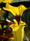 Sarracenia flava var. rugelii