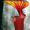 FL26, S. flava var. rubricorpora, Apalachicola, Giant red tube, rugelii style throat patch, MKing F20