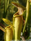 AL03, S. alata 'Red lid', Bulbous upper pitcher, strong tall pitchers, MKing A1