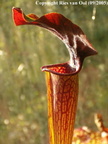 Sarracenia hybrids