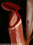 NE01, N. albomarginata 'Penang red'