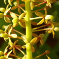 NE09, N. x ventrata, female flower