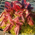 CF01, Cephalotus follicularis, survived -10°C, turned red by the coldness