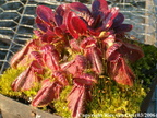 CF01, Cephalotus follicularis, survived -10°C, turned red by the coldness