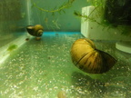 Why are the adult snails in their shells still? 8-13-14