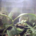 Nepenthes stenophylla x rokko