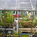 Nice look at the greenhouse.
