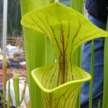 Looks like a flava var. ornata, but I'm not sure about this Carniflora plant.