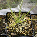 The Drosophyllum Lusitanicum!