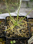 The Drosophyllum Lusitanicum!