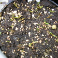 Sarracenia Seedlings.