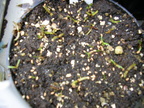 Sarracenia Seedlings.