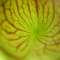 Looking in an oreophila pitcher.