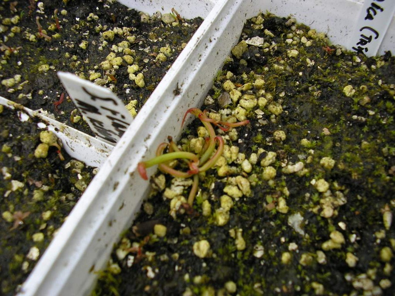 Darlingtonia seedling.