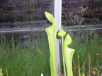 Sarracenia oreophylla new pitchers and flower