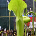Sarracenia oreophila opening pitcher