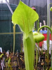 Sarracenia oreophila opening pitcher