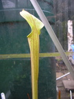 Sarracenia x popei x 'Brooks Hybrid'