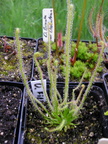 Drosera filliformis ssp. filliformis