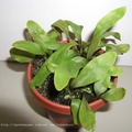 U longifolia1 3-23-03