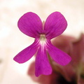 sethosflower