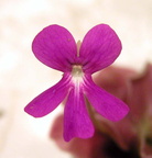 sethosflower