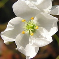 D. binata dichotoma flower