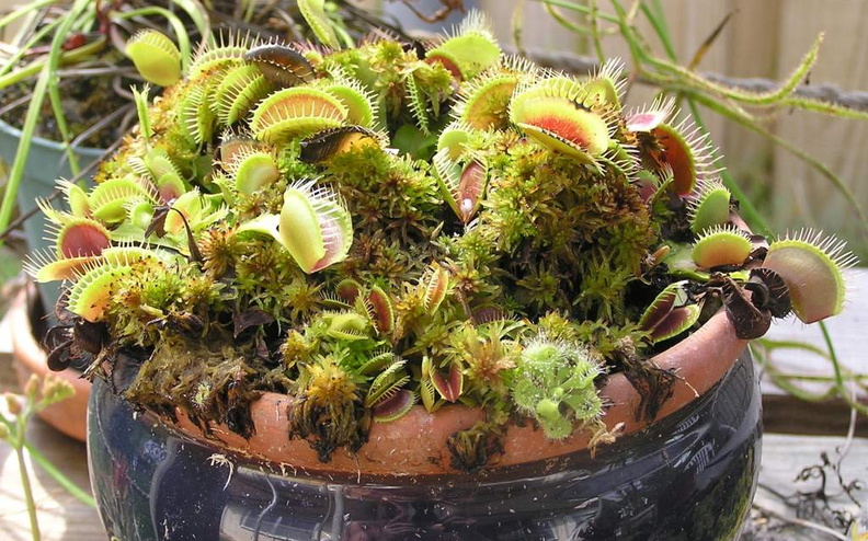 Dionaea - A plethora of typicals.  Notice the two burmanni that have taken up residence with them.