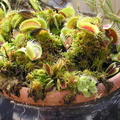 Dionaea - A plethora of typicals.  Notice the two burmanni that have taken up residence with them.
