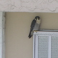 Perigrine falcon in Fort Lauderdale