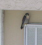 Perigrine falcon in Fort Lauderdale