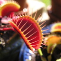 VFT - Red Dragon teeth -
Is this a set of teeth or what?