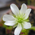 Dionaea typical