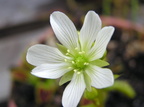 Dionaea typical