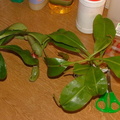 plant1.jpg