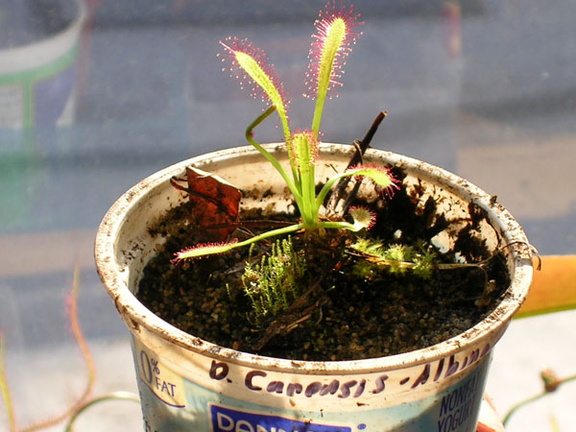 Drosera capensis (all red)