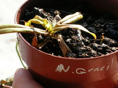 N. gracilis cutting