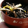 N. gracilis cutting