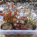 S. leucophylla/purpurea/dixie lace