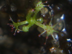 Drosera tokaiensis seedling