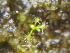 Drosera tokaiensis seedling