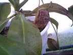 Amp pitcher, Bical plant