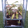 my mini greenhouse