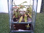 my mini greenhouse